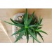 Alworthia